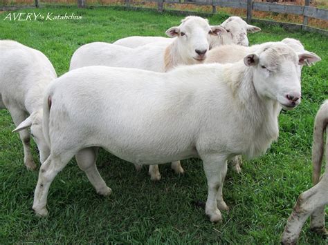 We believe we have one of the finest registered flocks of St. . Katahdin sheep for sale nc
